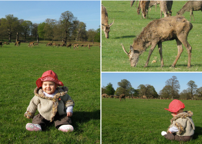 Les cerfs de Richmond Park