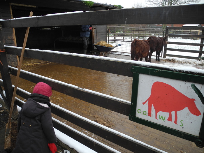 Les vaches anglaises