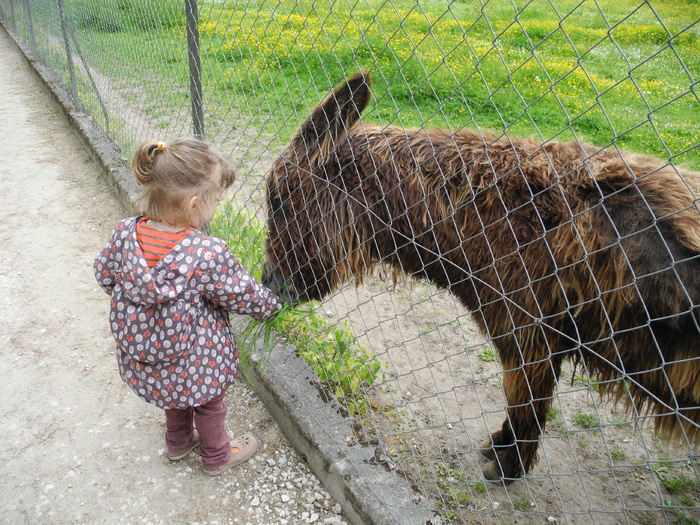 Donner à manger à un âne