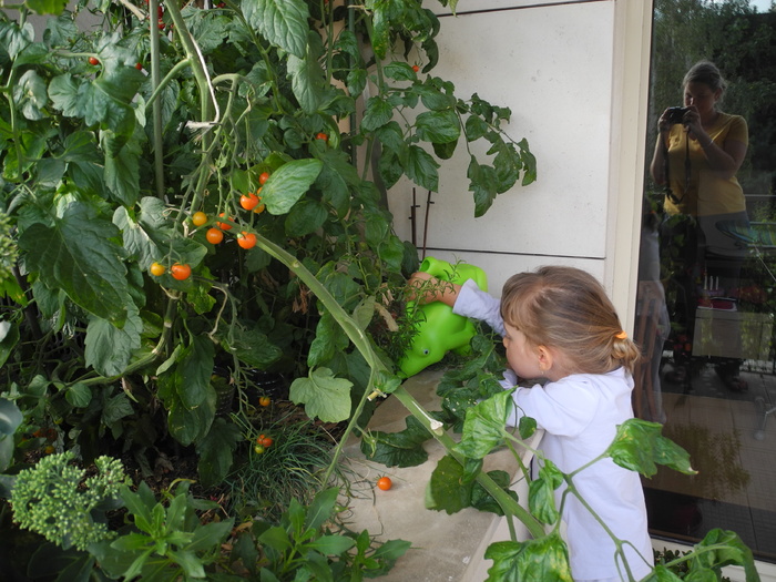Arroser les tomates